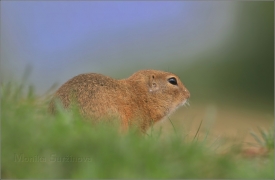 <p>SYSEL OBECNÝ (Spermophilus citellus) 8/2016 /European ground squirrel - Europäischer Ziesel/</p>